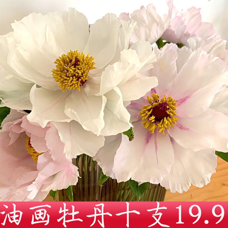 四川油画牡丹鲜切花重瓣观赏芍药鲜花母亲节家庭插花混搭水养花束