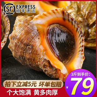 海螺鲜活3斤海鲜水产新鲜海捕超大特大田螺花螺香螺贝类青岛特产
