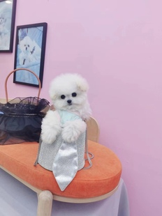 韩系小体比熊白色爆毛棉花糖家庭犬幼犬甜美