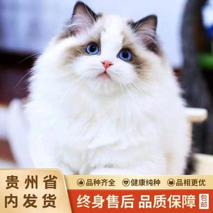 纯种布偶猫幼猫活物蓝双海双仙女猫蓝眼睛长毛猫波斯猫幼猫宠物猫