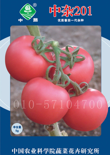 早春 中杂201番茄种子 高抗叶霉病 硬度高农科院种子 西红柿种子