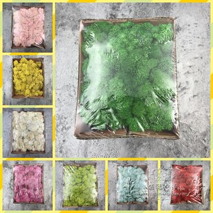 国产永生苔藓植物整盒小盒装 diy永生花微景观装 饰配材料 100克