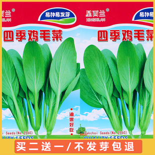 阳台四季 鸡毛菜种子盆栽小白菜种籽油菜青菜蔬菜种孑上海青菜籽子