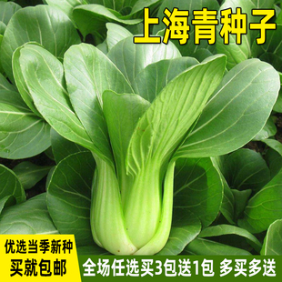 上海青种子油菜种籽四季 青菜青梗菜籽阳台种菜盆栽庭院蔬菜种子孑
