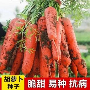 耐热耐寒胡萝卜种籽子四季 夏秋播八寸参红色高产菜园盆栽蔬菜种孑