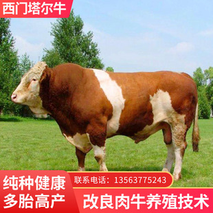 活牛小牛出售牛崽肉牛鲁西黄牛活体四川云南西门塔尔牛利木赞牛肉