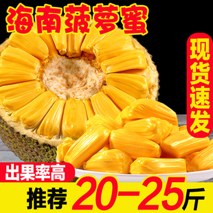 海南黄肉菠萝蜜新鲜水果现摘整箱孕妇特产20 30斤一整个 包邮 大果