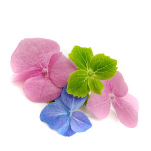 新鲜绣球花1盒 粉色 摆盘装 饰三色混合拼装 绿色绣球花瓣 蓝色