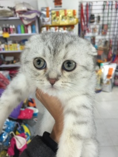 重庆狗狗之家宠物店十年老店专业出售纯种折耳猫美短英短加菲猫
