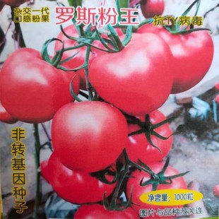 口感番茄种子罗斯粉王西红柿种籽抗病毒粉红硬度高四季 口感好种孑