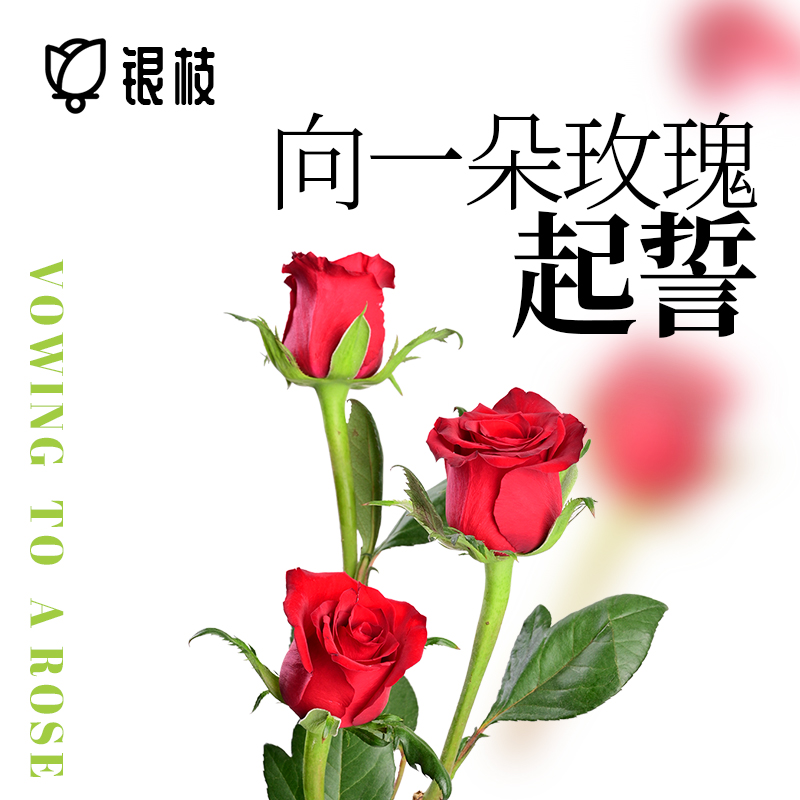 北京园科院授权新品 种 银枝玫瑰鲜花银枝周边鲜切花