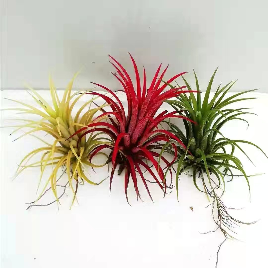 空气凤梨无土植物红黄绿三种颜色精灵室内办公室净化空气水培植物