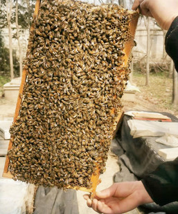 活体蜂疗蜜蜂 蜂针蜂毒疗法 蜂蛰 包活 包邮 螳螂饲料异宠 亲子娱乐