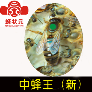 邱汝民 中蜂种王新王蜂王蜜蜂活体优质高产蜜王型FQXZ2049 蜂状元