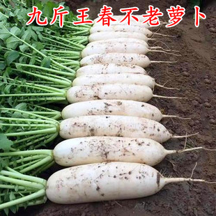 包邮 九斤王大白萝卜种籽春不老南畔洲晚萝卜种子晚熟白玉水果蔬菜